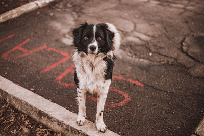 High angle portrait of dog on street