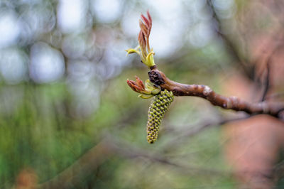 Close-up of bud on branch