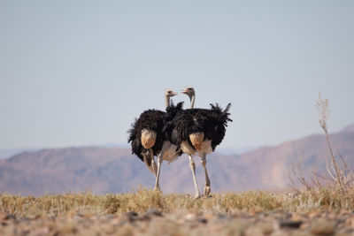 Low angle view of two ostriches on landscape against sky