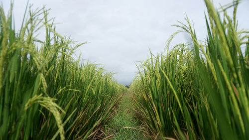 Close-up of crops growing on field against sky