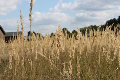 Close-up of grass on field against sky