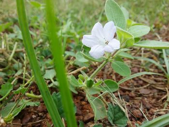 Close-up of white flowers blooming on field