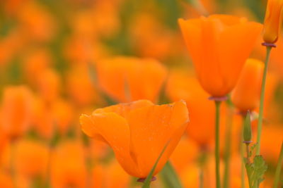 Close-up of orange tulip