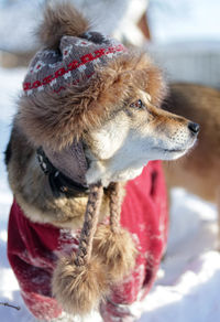 Close-up of dog looking away