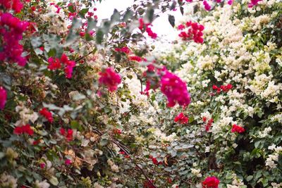 Close-up of pink flowers