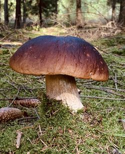 Close-up of mushroom growing on field