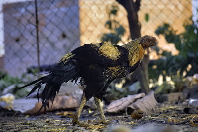 Closeup view of a beautiful rooster on the ground