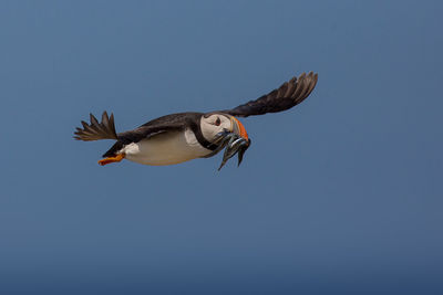 Puffin holding fish while flying against clear sky