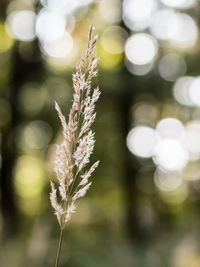 Close-up of stalks in field