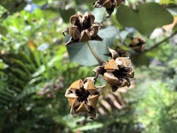 Close-up of dry leaves on plant