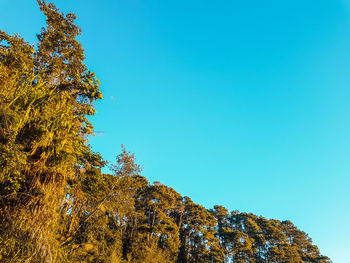 Low angle view of trees against clear blue sky