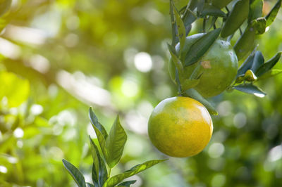 Close-up of fruit growing on tree