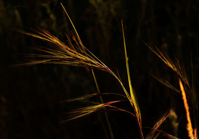 Close-up of stalks in field