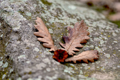 Close-up of fallen maple leaves on rock