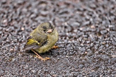 High angle view of a bird