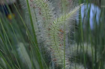 Close-up of cactus plant growing on field