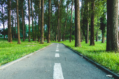 Road amidst trees in forest