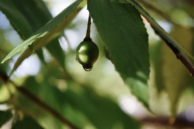 Close-up of raindrops on tree