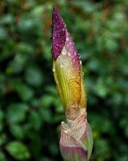 Close-up of purple flower bud