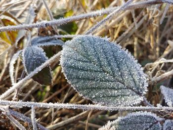 Close-up of frozen plant during winter