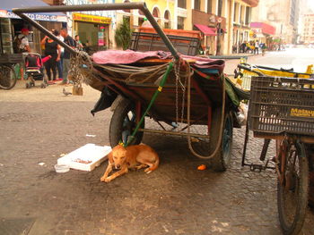 View of dog on street in city