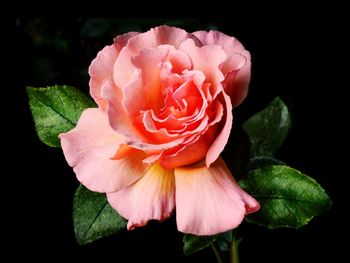 Close-up of pink rose blooming against black background