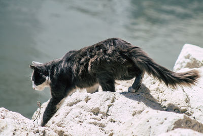 Side view of a horse on rock