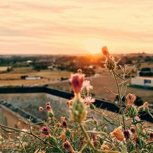 Close-up of flowering plant on field against sky during sunset