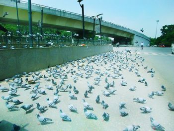 View of pigeons on bridge against sky