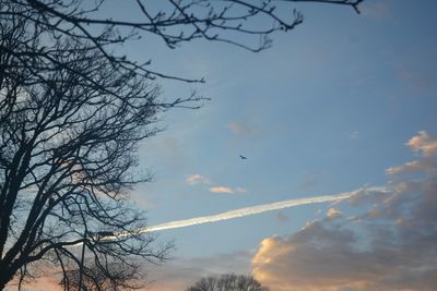 Low angle view of birds flying against sky