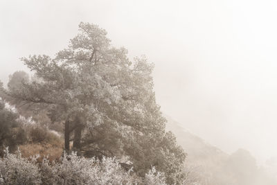 Low angle view of tree against sky during winter