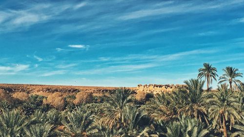 View of palm trees on landscape against blue sky