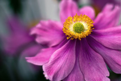 Close-up of pink flower