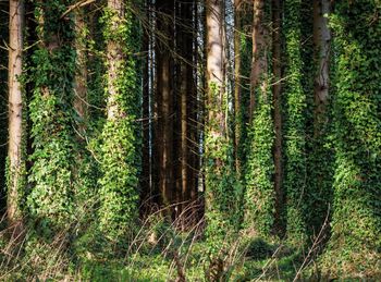 Pine trees in forest