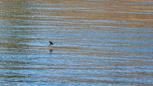 High angle view of birds swimming in sea