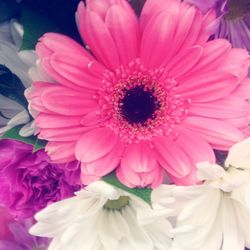 Close-up of pink flowers