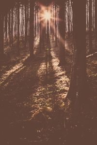 Trees at night