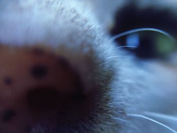 Extreme close up of animal eye