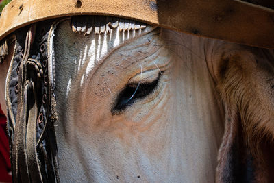 Close-up of horse eye