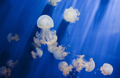 Close-up of jellyfish in sea