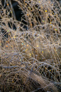 Close-up of dried plant on land