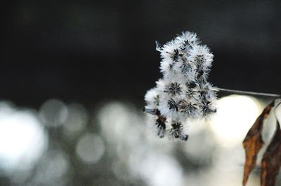 Close-up of flower against blurred background