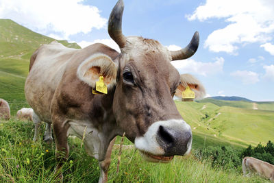 Cows in a field