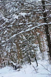 Frozen trees in forest during winter