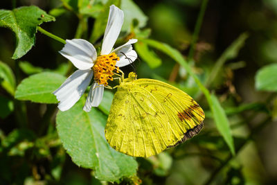 Close-up of butterfly pollinating on flower