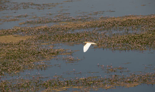 Bird flying over lake
