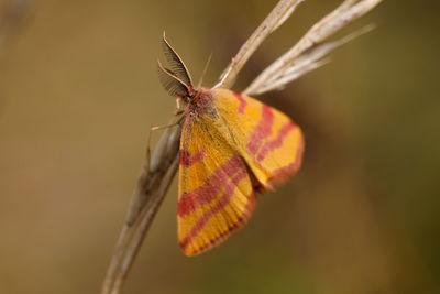 Close-up of butterfly on plant stem