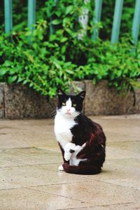 Portrait of cat sitting outdoors