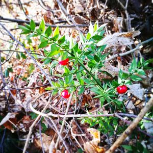 Close-up of berries growing on tree