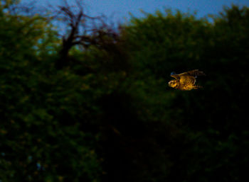 Close-up of bird flying